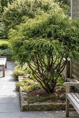 Chamaecyparis pisifera 'Filifera Nana' buske