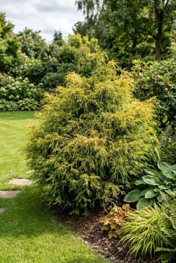Chamaecyparis pisifera 'Sungold' buske