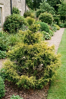 Chamaecyparis pisifera 'Sungold' buske