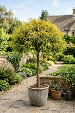 Chamaecyparis pisifera 'Sungold' på stam