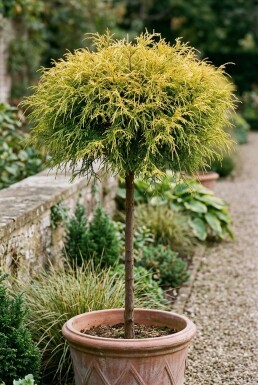 Chamaecyparis pisifera 'Sungold' på stam