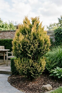 Chamaecyparis 'Yellow Teddy Bear' Buske