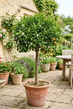Citrus nobilis På stam