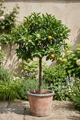 Citrus nobilis På stam