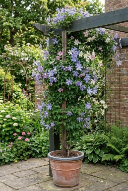 Clematis alpina Stok