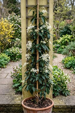 Clematis armandii uppbunden