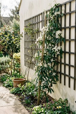 Clematis armandii uppbunden