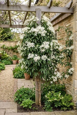 Clematis armandii 'Snowdrift' med stödpinne