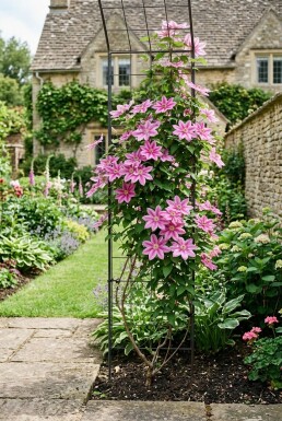 Clematis 'Bagatelle' med stödpinne