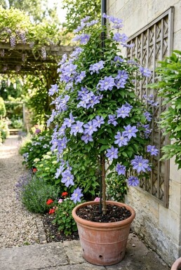 Clematis 'Blekitny Aniol' Stok