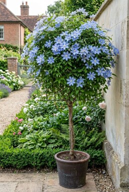 Clematis 'Blekitny Aniol' Stok