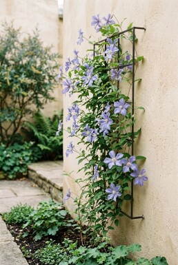 Clematis 'Blekitny Aniol' Stok