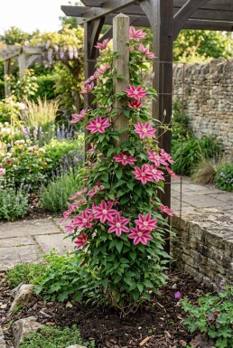 Clematis 'Capitaine Thuilleaux' Stok