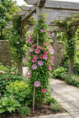 Clematis 'Capitaine Thuilleaux' Stok