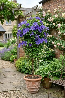 Clematis 'Destiny' uppbunden