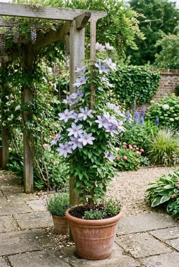 Clematis 'Dorothy Walton' Stok