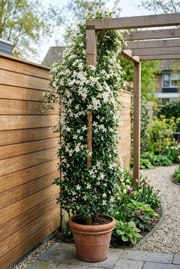 Clematis 'Early Sensation' uppbunden