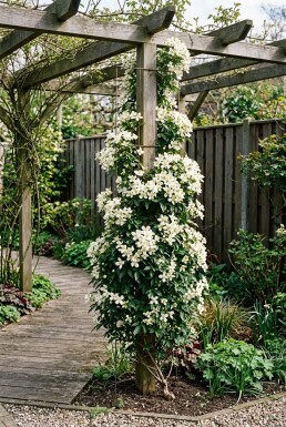 Clematis 'Early Sensation' uppbunden