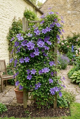 Clematis 'Etoile de Malicorne' Stok C2