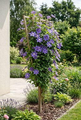 Clematis 'Etoile de Malicorne' Stok C2