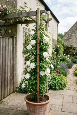 Clematis florida 'Alba Plena' Stok