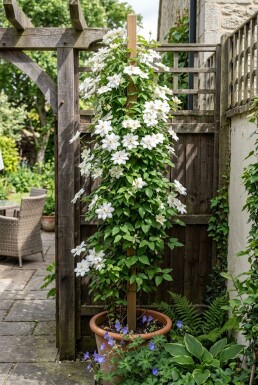 Clematis florida 'Alba Plena' Stok