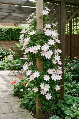 Clematis 'Gladys Picard' på pinne
