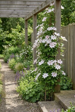 Clematis 'Gladys Picard' på pinne