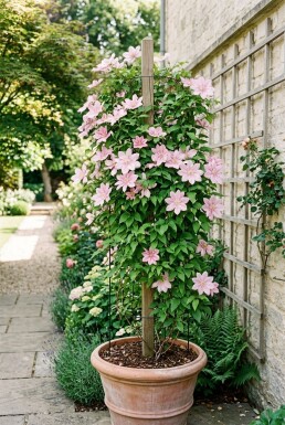 Clematis 'Hagley Hybrid' uppbunden