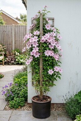 Clematis 'Hagley Hybrid' uppbunden