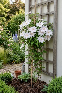 Clematis 'Jan Pawel II' Stam