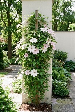 Clematis 'Jan Pawel II' Stam