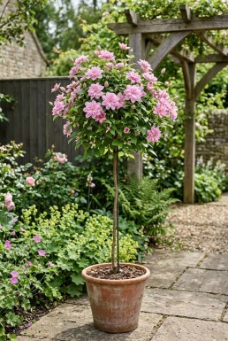 Clematis 'Joe' med stöd