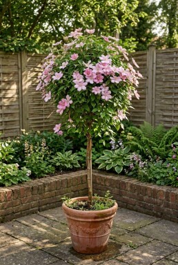 Clematis 'Joe' med stöd
