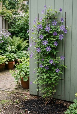 Clematis 'Joe' med stöd