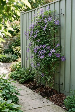 Clematis 'Joe' med stöd