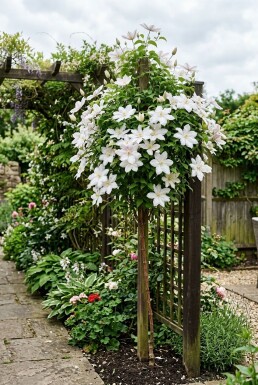 Clematis 'Kathleen Dunford' Stok