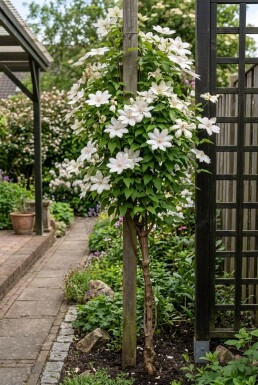 Clematis 'Kathleen Dunford' Stok