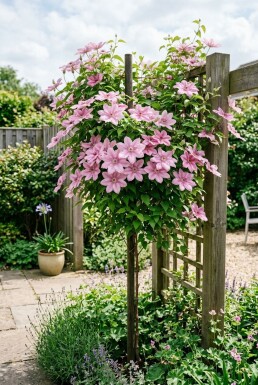 Clematis 'Margaret Hunt' Stödpinne