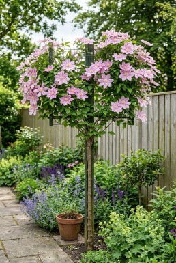 Clematis 'Margaret Hunt' Stödpinne