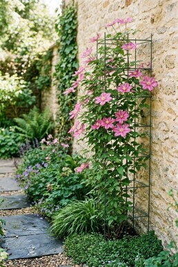 Clematis 'Margaret Hunt' Stödpinne
