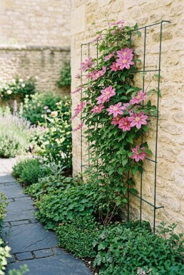 Clematis 'Margaret Hunt' Stödpinne