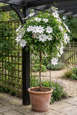 Clematis 'Miss Bateman' Pinne