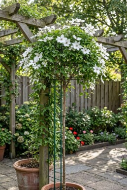 Clematis 'Miss Bateman' Pinne