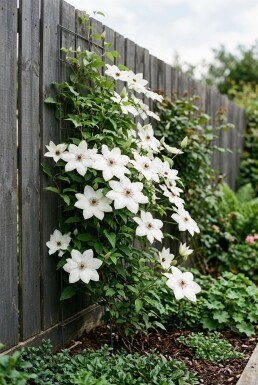 Clematis 'Miss Bateman' Pinne