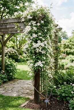 Clematis montana alba med stödpinne