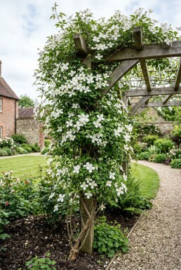Clematis montana alba med stödpinne
