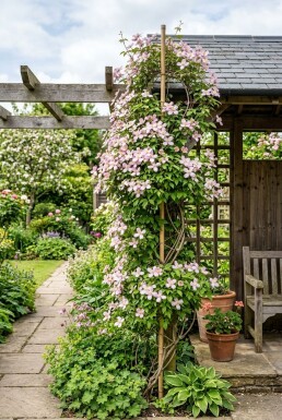 Clematis montana 'Elizabeth' med klätterstöd