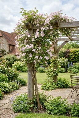 Clematis montana 'Fragrant Spring' Stok