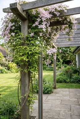 Clematis montana 'Fragrant Spring' Stok